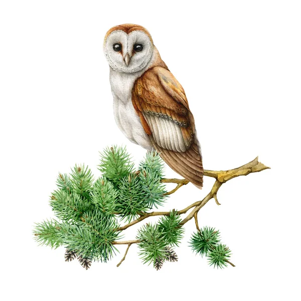 Laduuggla på en tallgren. Akvarell illustration. Realistiska handritade skogsfågel på en barrkvist. Naturskogsscen. Laduugglan sitter på en grön tallkvist. Vit bakgrund — Stockfoto