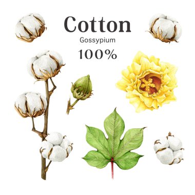 Pamuk fabrikası hazır. Suluboya çizimi. El yapımı organik pamuk, tomurcuk, tomurcuk, yaprak sapı elementi. Tarım Gossypium bitkisi botanik seti. Beyaz arkaplan