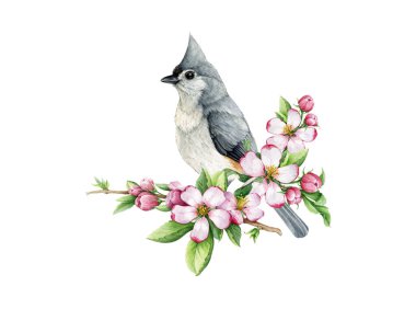 Elma çiçeklerindeki Titmouse kuşu suluboya çizimi. El yapımı sıcak bahar dekoru. Yumuşak pembe bahar çiçekleri içinde kıvrılmış meme faresi. Taze bahar çiçekli kuşlu süsleme