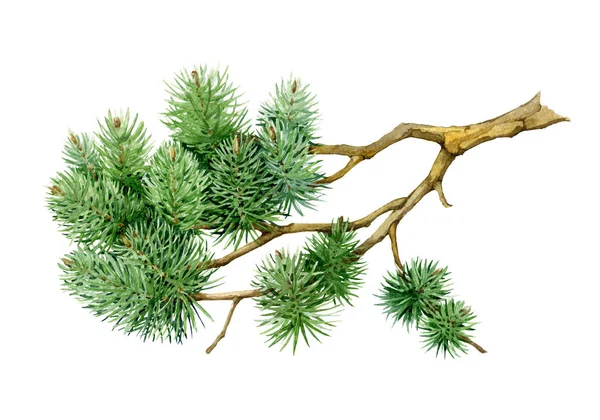 Pine branch watercolor illustration. Hand drawn realistic green spruce element. Beautiful evergreen tree part. Natural pine twig on white background — Stock Photo, Image