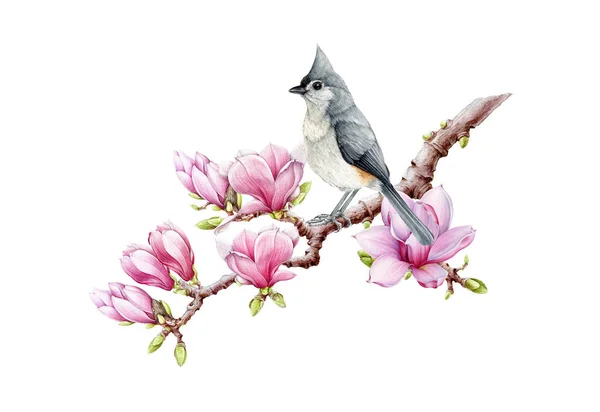 Titmouse en magnolia rama floreciente. Ilustración en acuarela. Tierna ilustración de primavera. Pájaro de titmouse copetudo en tiernas flores rosadas de primavera. Hermoso elemento de decoración de primavera —  Fotos de Stock