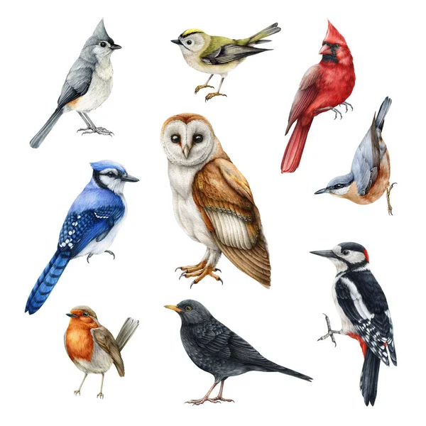 Acuarela de aves forestales conjunto realista. Barn owl, pájaro carpintero, arrendajo azul, cardenal rojo, titmouse, robin acuarela ilustraciones. Bosque y patios traseros. Aviadores de vida silvestre dibujados a mano realistas —  Fotos de Stock