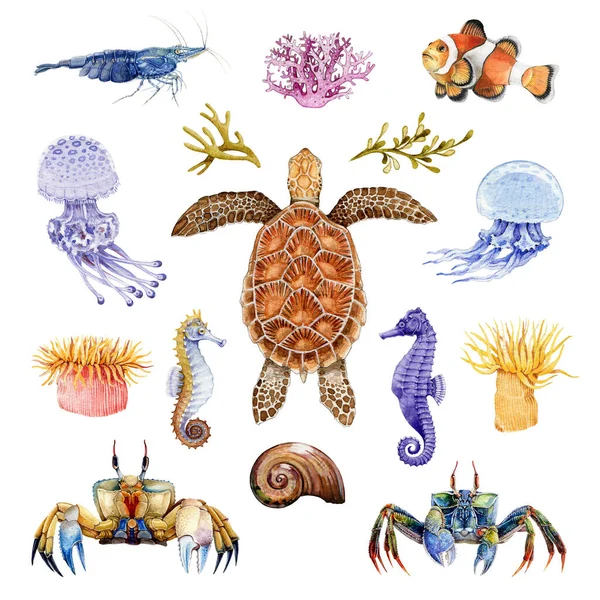 Sea life animals watercolor set. Hand drawn turtle, crab, coral fish, seahorse, jellyfish illustrations. Bright coral sea life animal set. Tropical marine wildlife elements.