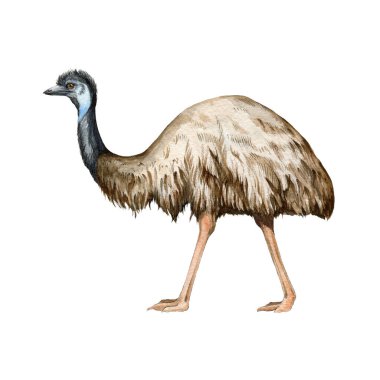 Emu devekuşu suluboya çizimi. El çizimi yerli Avustralya kuşu. Tek bir emu kenar görünüm ögesi. Avustralya vahşi hayvan. Beyaz arkaplanda Avustralya devekuşu.