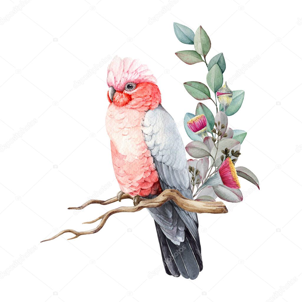 Pink and grey cockatoo watercolor illustration. Hand drawn realistic galah Australia bird. Rose-breasted cockatoo parrot with eucalyptus leaves and flowers decor. Beautiful Australian native bird.