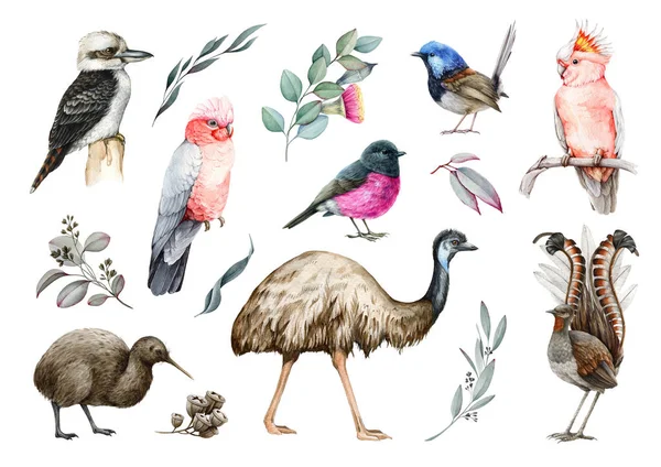 Australia and New Zealand native birds set. Watercolor illustration. Emu, lyrebird, kiwi, kookaburra, pink cockatoo, fairy wren, pink robin, eucalyptus leaves elements. White background.