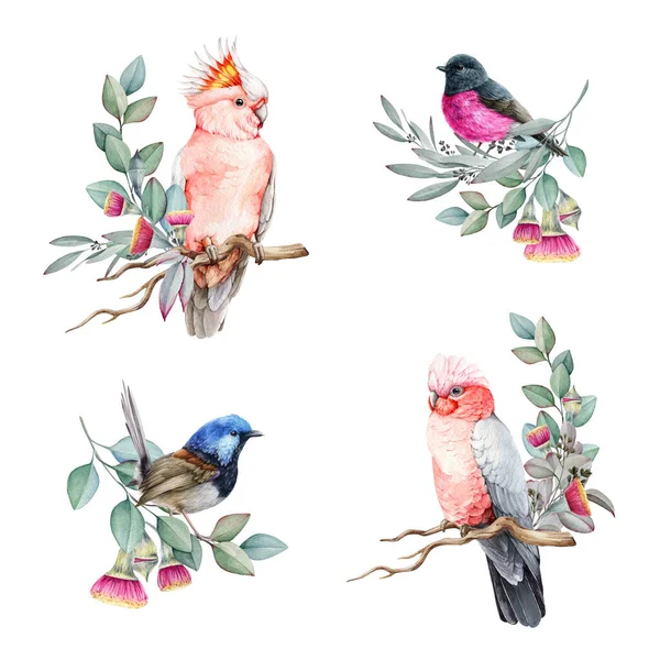 Çiçeksel Elementlere Sahip Avustralya Kuşları Suluboya Seti Çizimi Pembe Papağan — Stok fotoğraf