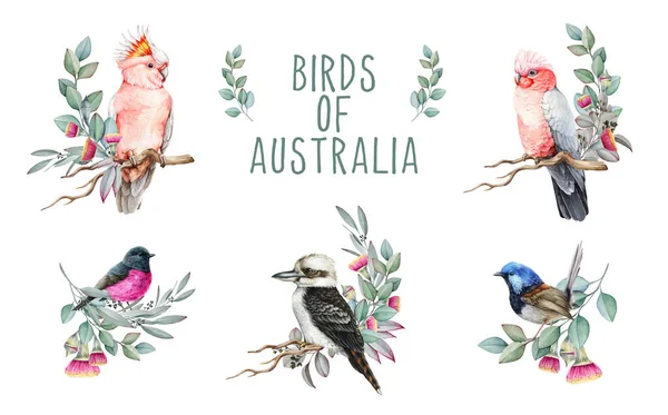 Birds Australia Watercolor Illustration Set Loro Cacatúa Rosa Dibujado Mano —  Fotos de Stock