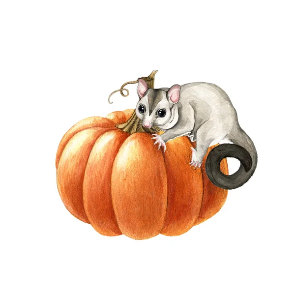 Cute sugar glider possum on the pumpkin. Watercolor illustration. Halloween autumn decorative cozy element. Cute Halloween decor element with sugar glider animal.