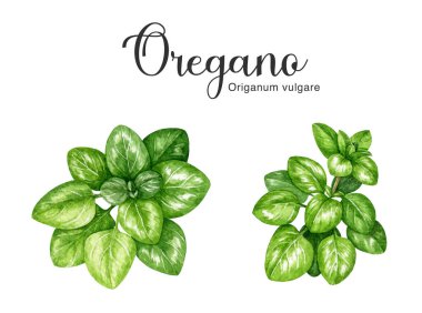 Oregano taze bitki eli suluboya seti. Gerçekçi kekik bitkisi çizimi. Bahçe aromatik taze bitkisel baharat elementi. Taze yapraklı yeşil organik marjoram sapı. Beyaz arkaplan.