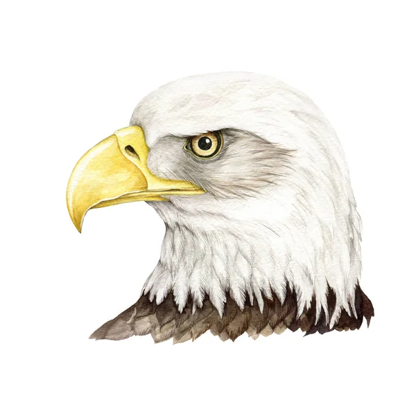 Bald Eagle Bird Watercolor Illustration Native North America Avian Portrait — Stock Photo, Image