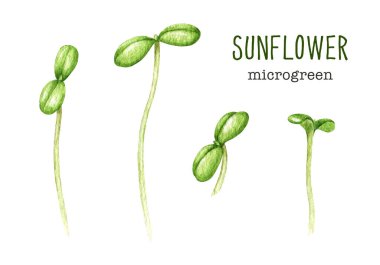 Ayçiçeği mikroyeşil filiz elementi ayarlandı. Suluboya çizimi. El çizimi yeşil taze taze bitkiler filizleniyor. Ayçiçeği bitkisi sağlıklı mikro sebzeler. Beyaz arkaplanda mikroyeşil lahanalar.