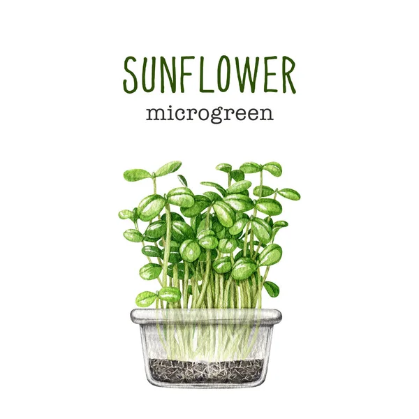 Fresh sunflower sprouts in glass container watercolor illustration. Green raw microgreen sunflower sprouts in the soil glass container. Growing seeds at home image. White background.