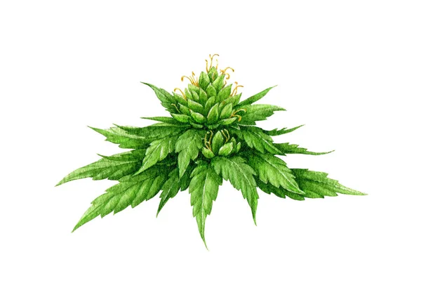 Flor Canábis Com Folhas Verdes Ilustração Aquarela Desenhado Mão Planta — Fotografia de Stock