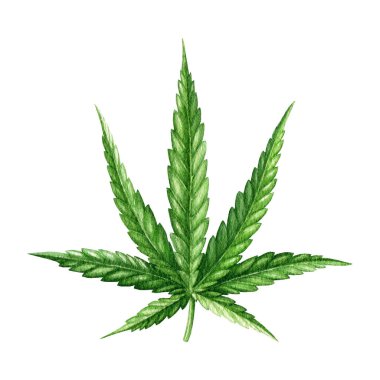 Kenevir sativa yaprağı suluboya elementi. El yapımı kenevir bitkisi. Beyaz arkaplanda kenevir yeşil yaprağı.