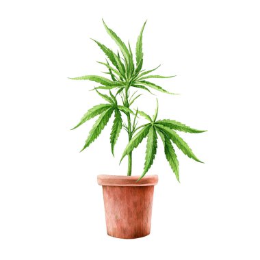 Saksıda kenevir sativa bitkisi var. Suluboya çizimi. Kenevir tıbbi bitki suluboya elementi. Seramik tencerede esrar sativası yetişiyor. Beyaz arkaplan.