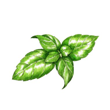 Taze yeşil fesleğen suluboya resimlerini bırakır. Elle çizilmiş doğal organik baharat ve yiyecek malzemesi. Beyaz arkaplanda yeşil fesleğen yaprağı ögesi.
