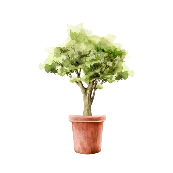 Pequena Árvore Num Vaso Flores Ilustração Aquarela Bonsai Desenhado Mão — Fotografia de Stock