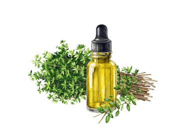 Kekik özü yağlı cam şişe. Suluboya çizimi. Tedavi yağlı küçük cam şişe, kekik otu element bırakır. Beyaz arkaplanda izole.