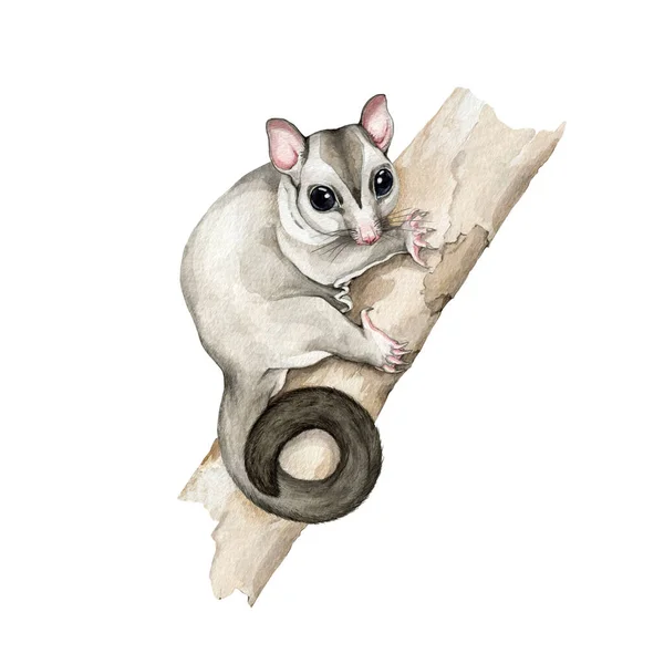 Zuckersegler Possum Auf Dem Ast Aquarell Illustration Handgezeichnetes Kleines Opossum — Stockfoto