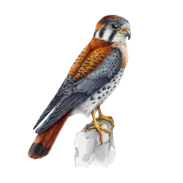Kestrel Bird Small Falcon Watercolor Illustration Falco Sparverius North America — Stock Photo, Image