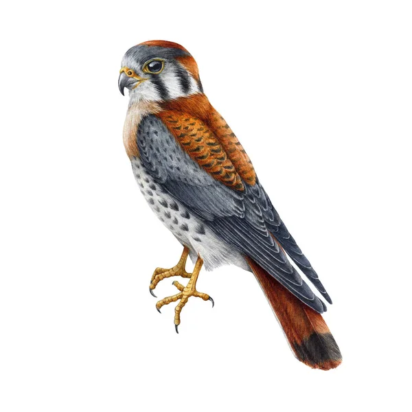 Kestrel Realistic Watercolor Illustration Hand Drawn Falco Sparverius North America — Stock Photo, Image