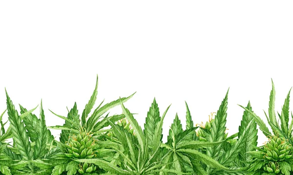 Kannabisz Zökkenőmentesen Hagyja Határt Akvarell Illusztráció Kender Orvosi Gyógynövény Elem — Stock Fotó
