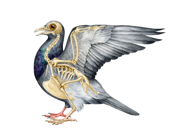 鸟类骨骼与身体 现实的详细说明 鸟类的内部解剖结构用于研究 鸽子骨骼与所有详细的骨骼科学形象 白人背景 — 图库照片