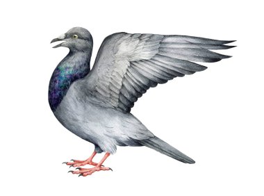 Yükselmiş kanatlı güvercin kuşu. Suluboya çizimi. Kanadı olan bir kuş figürü kanadın anatomisini ve yapısını incelemek için. Detaylı tüylü kuş gerçekçiliği. Beyaz arkaplan.