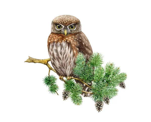 Northern Pygmy Owl Pine Branch Watercolor Nature Scene Illustration Hand — Stock Photo, Image