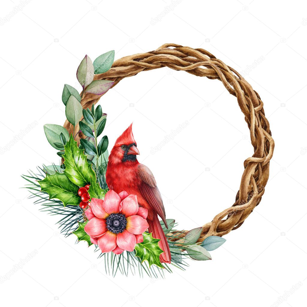 Red cardinal bird winter floral wreath. Watercolor illustration. Hand drawn cardinal bird on twisted vine wreath, pine, holly leaves, anemone red flower, eucalyptus. Winter rustic decor with bird.