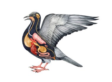 Kuş iç anatomisi şeması. Suluboya el çizimi çizimi. Kuş iç organları anatomi şeması. Ekin, kalp, mide, taşlık, karaciğer, beyin - iç kuş organları.