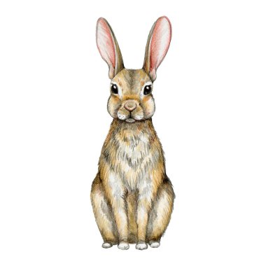 Sevimli küçük tavşan. Suluboya çizimi. Beyaz arka planda küçük bir tavşan resmi var. Vahşi yaşam ormanı ve çayır hayvanı. Büyük kulaklı güzel tavşan..