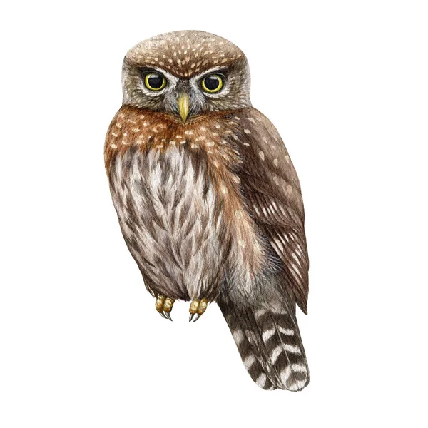 Northern Pygmy Owl Watercolor Illustration Hand Drawn Realistic Wildlife Forest — Stock Photo, Image