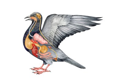 Kuş iç organları anatomi şeması. Suluboya el çizimi çizimi. Ekin, kalp, mide, taşlık, karaciğer, beyin - iç kuş organları. Çalışmak için kuş iç anatomisi şeması.