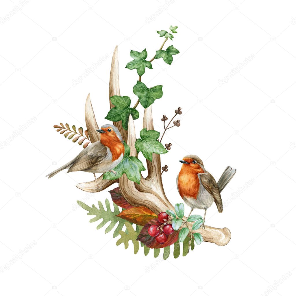 Natural forest floral decoration with robin birds. Watercolor illustration. Cute cozy decor element with horn, fern, ivy, birds. Rustic style floral decor with pair of robins.