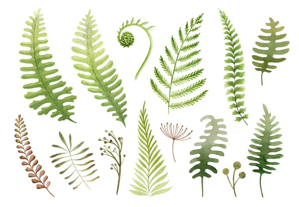 Green fern watercolor illustration set. Hand drawn various forest herbs, plants and ferns. Fern green leaf element set on white background.