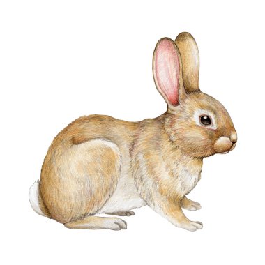 Küçük tavşan çizimi. El çizimi şirin küçük tavşancık. Beyaz arka plan. Vahşi yaşam ve çiftlik hayvanı. Büyük kulaklı yavru tavşan..