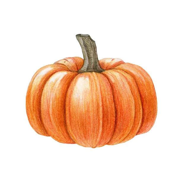 Pomarańczowa Dynia Białym Tle Ręcznie Rysowana Ilustracja Dojrzałe Warzywa Organiczne — Zdjęcie stockowe