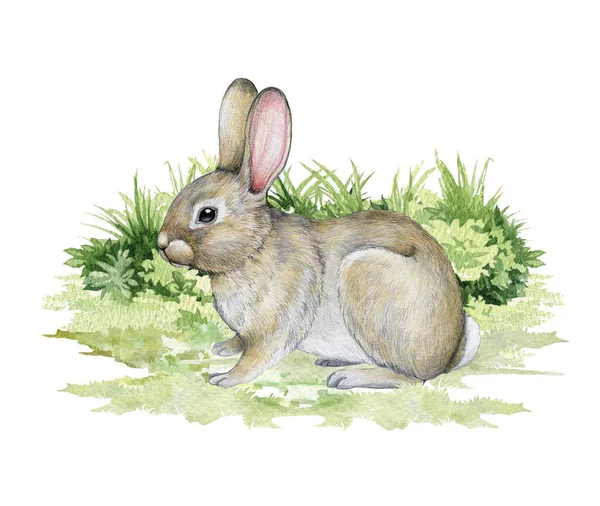 잔디에 수채화 그림입니다 손으로 사랑스러운 토끼는 무성한 잔디에 — 스톡 사진