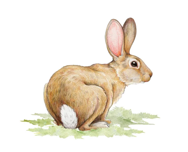 잔디에 수채화 그림입니다 손으로 사랑스러운 토끼는 잔디에 — 스톡 사진