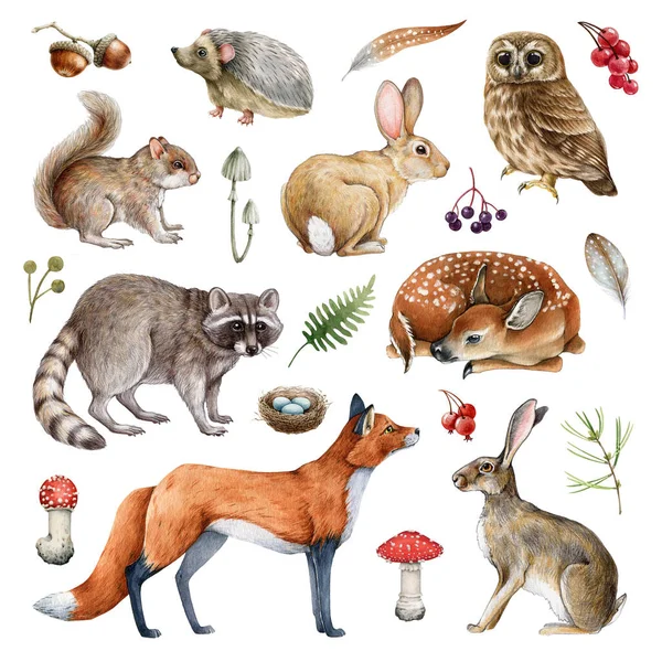 Animaux Forestiers Dessinés Main Collection Réaliste Animaux Sauvages Éléments Naturels — Photo