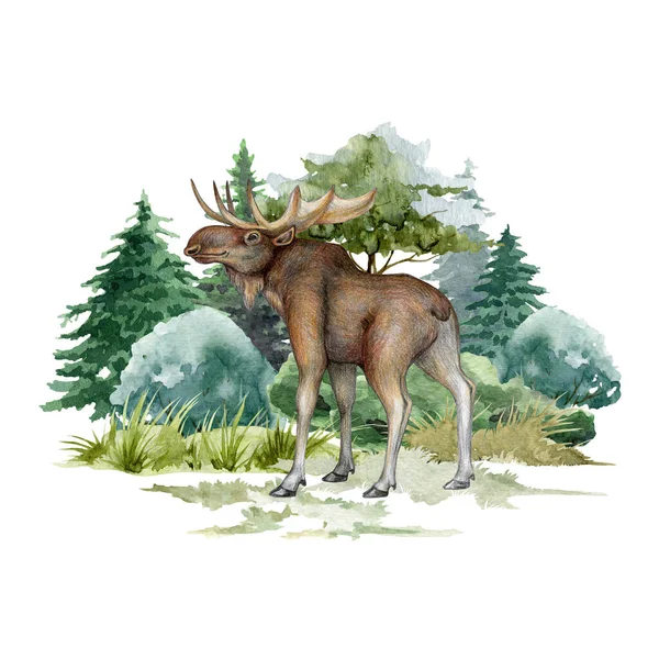 Moose in the forest. Hand drawn illustration. Realistic wildlife north animal. North America, Canada, Europe woodland mammal. Big moose standing in forest scene landscape. White background.