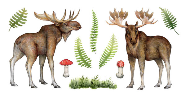Ручной лось и набор лесных папоротников. Реалистичная дикая природа северных лесов животных и растений. Канада, Аляска, Северная Америка, европейское лесное млекопитающее. Большой лось мужского пола. Изолированный на белом фоне.