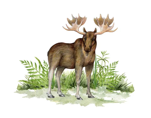 Moose Trávě Ručně Kreslená Ilustrace Realistická Divoká Zvěř Severu Severní — Stock fotografie