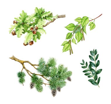 Ağaç dalları suluboya çizim seti. El yapımı meşe, çam ağacı, huş ağacı, yeşil yapraklı boxwood dalları, koniler ve meşe palamutları. Beyaz arkaplanda ağaç ögeleri.