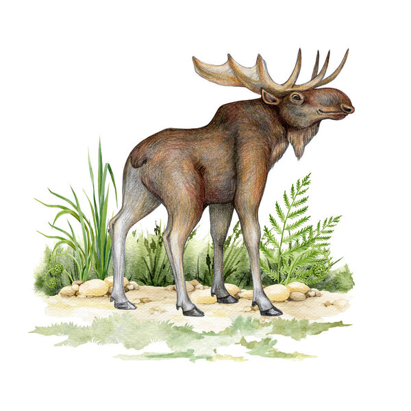 Лось в траве и папоротнике. Ручной рисунок. Настоящее животное дикой природы. Северная Америка, Канада, европейское лесное млекопитающее. Большой лось, стоящий в пейзаже луговой травы. Белый фон.