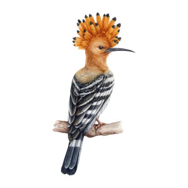 Hoopoe kuşu suluboya çizimi. El yapımı gerçekçi Avrupa ve Asya kuşları. Dalda gerçekçi bir hupoe var. İbikli turuncu ve beyaz vahşi yaşam kuşu.