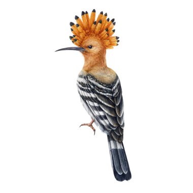 Hoopoe 'nun eli suluboya resimlerini çizdi. Gerçekçi Avrupa ve Asya armalı kuş. Beyaz arkaplan ögesi üzerine Hoopoe.