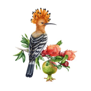 Hupoe kuşu nar dalında. El çizimi suluboya çizimi. Nar çiçekli, meyveli ve yapraklı gerçekçi bir hupoe. Beyaz arkaplan ögesi üzerindeki ibikli kuş.